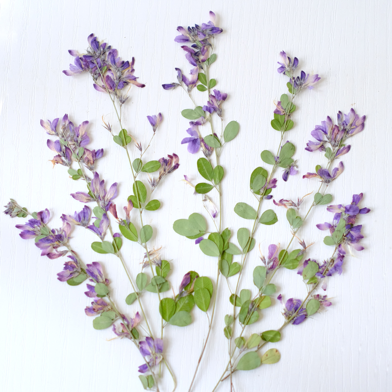 6pcs,nature Lespedeza Formosa  - Resin Art And Jewelry review and price
