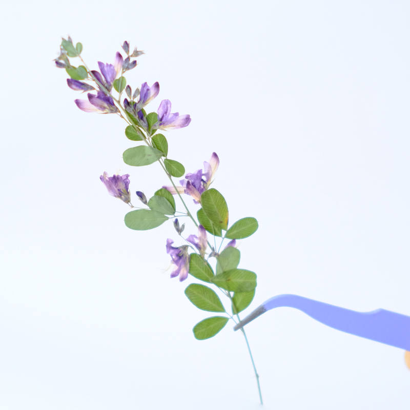 6pcs,nature Lespedeza Formosa  - Resin Art And Jewelry review and price