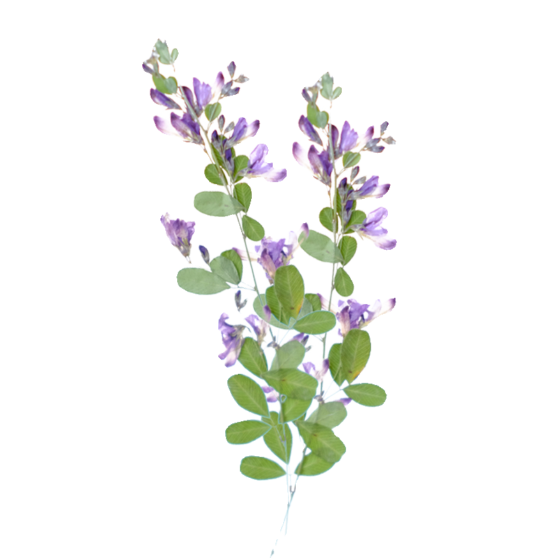 6pcs,nature Lespedeza Formosa  - Resin Art And Jewelry review and price